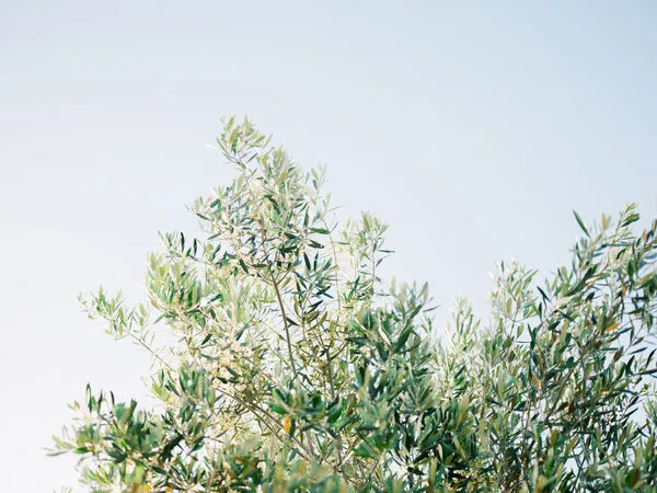 Olives In Ostuni | Italy Travel Photography, wall art by Raisa Zwart