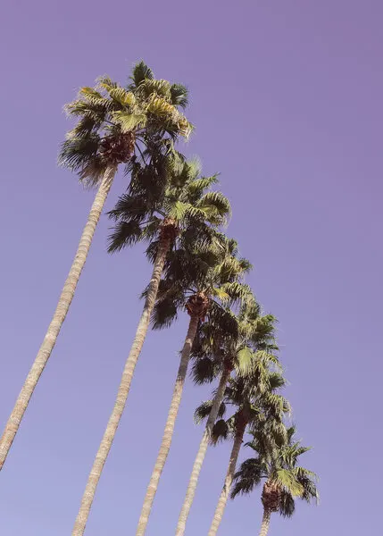 Purple Sky Palm Trees, wall art by Pictufy Studio III