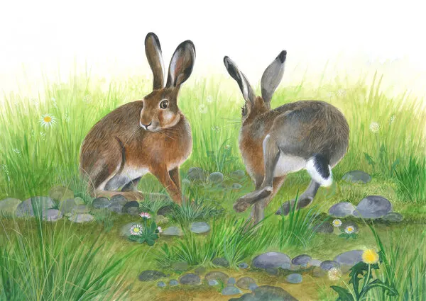 Hare Games, wall art by Isabelle Brent