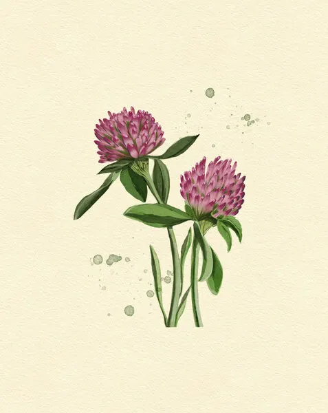 Red Clover, wall art by Katie O'Shea