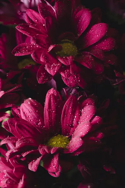 Dew Kissed Flowers, wall art by Christian Lindgren