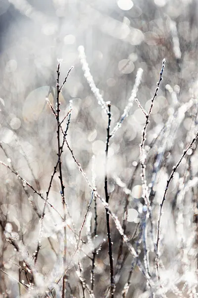 A Winter Morning 4, wall art by Mareike Böhmer