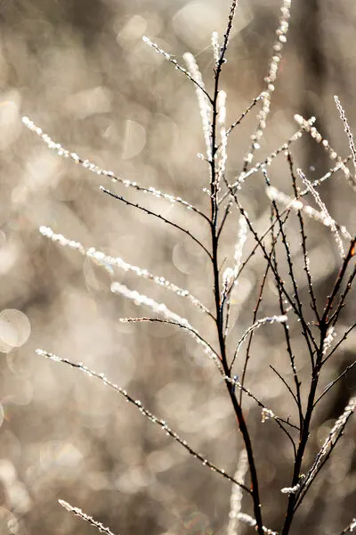A Winter Morning 5, wall art by Mareike Böhmer