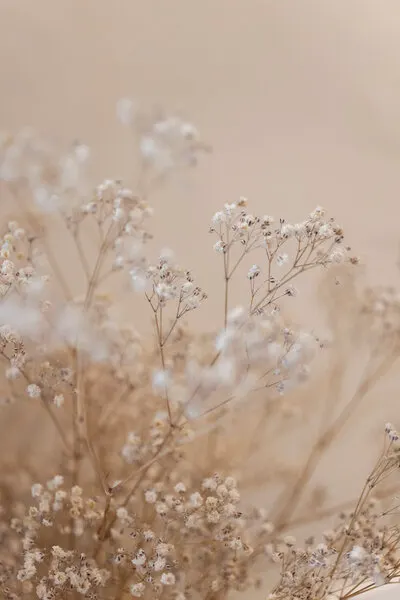 Babys Breath 1, wall art by Mareike Böhmer