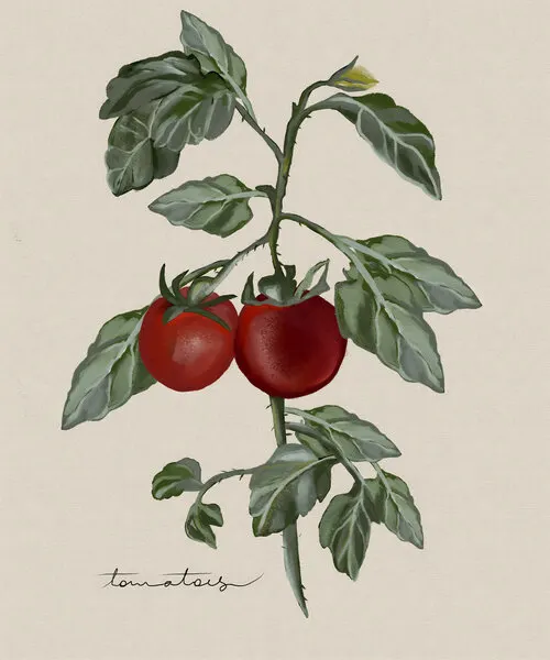 Ripe Tomatoes On Vine, wall art by Josie George