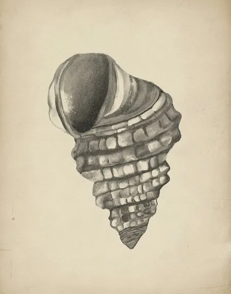 Detailed Spiral Shell, wall art by Josie George