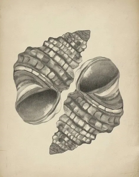 Detailed Spiral Shells, wall art by Josie George