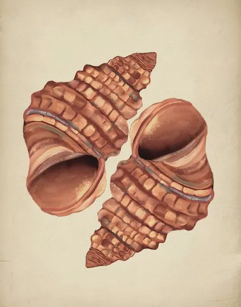 Two Conch Shells, wall art by Josie George
