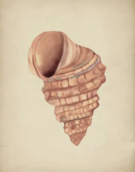 Spiral Seashell Study, wall art by Josie George
