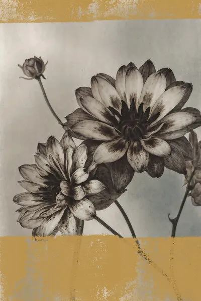 Vintage Dahlia Blooms, wall art by The Art Concept
