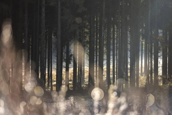 Forest Glow 1, wall art by Mareike Böhmer