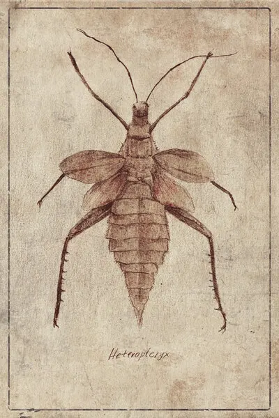Vintage Insect Illustration, wall art by Mike Koubou
