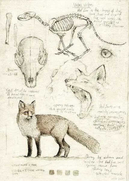 Fox Anatomy Illustration, wall art by Mike Koubou