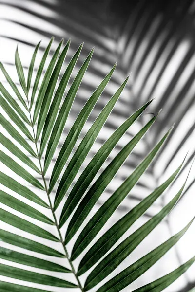 Vibrant Green Palm Leaf, wall art by Mareike Böhmer