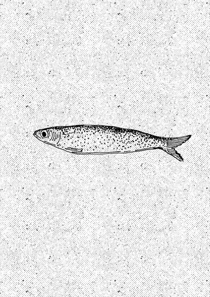 Simple Sardine Drawing, wall art by Nicholas
