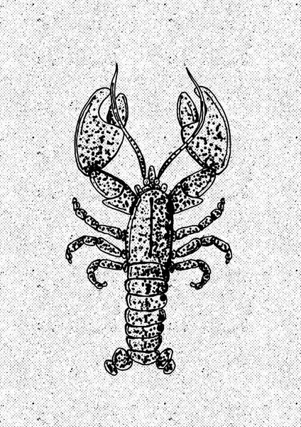 Vintage Lobster Drawing, wall art by Nicholas