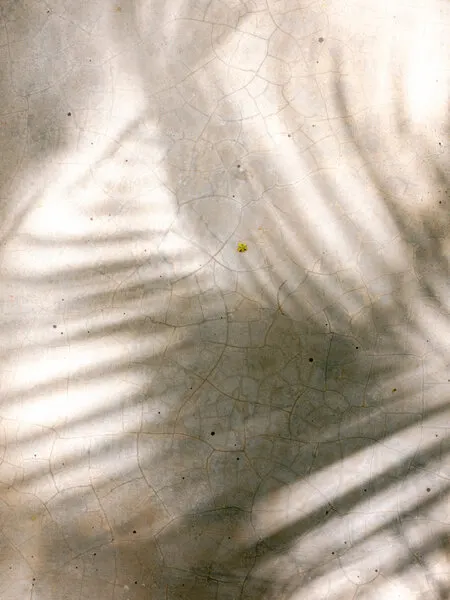 Palm Shadows, wall art by Raisa Zwart