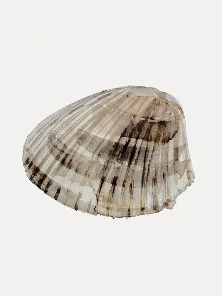 Seashell Serenity, wall art by Treechild