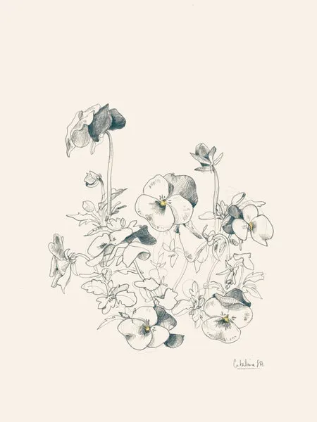 Pansy Botanical Sketch, wall art by Catalina Somolinos