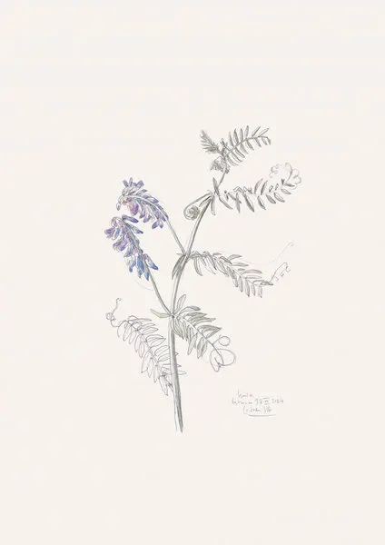 Purple Vetch Drawing, wall art by Catalina Somolinos