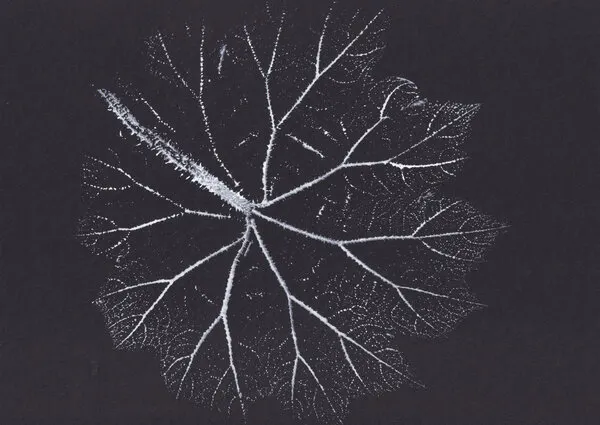 Delicate Leaf Skeleton, wall art by Maira Ribena