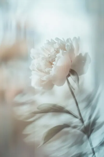 Bloom sway, wall art by Treechild