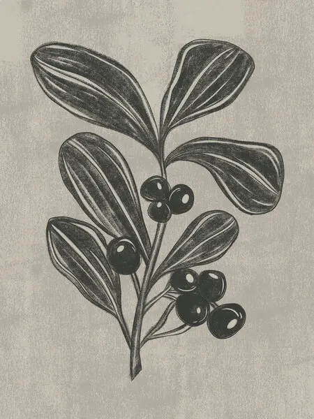 Botanical Berry Sketch, wall art by Nikita Jariwala