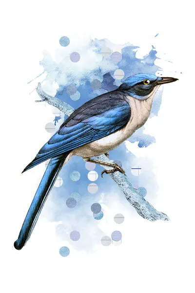 Watercolor Blue Jay, wall art by Marja van den Hurk