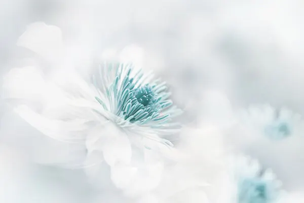 Soft Blue Floral Dream, wall art by Jacky Parker