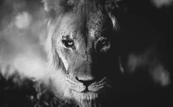 Intense Lion Gaze, wall art by Shawn Orbe