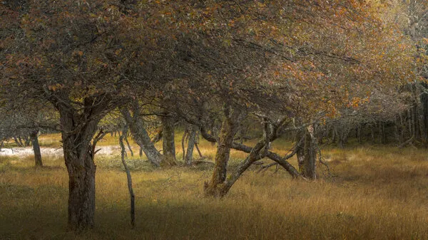Autumn Forest Grove, wall art by Masaki Sugita
