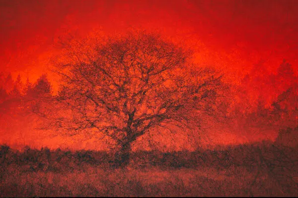 Dramatic Red Tree, wall art by Liesbeth van Asselt