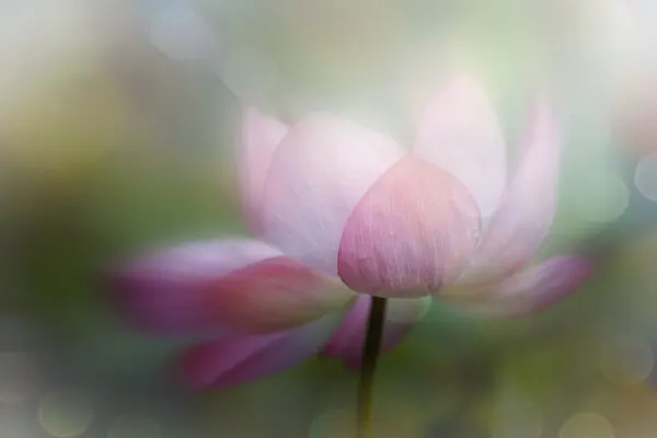 Dreamy Pink Lotus, wall art by YoungIl Kim