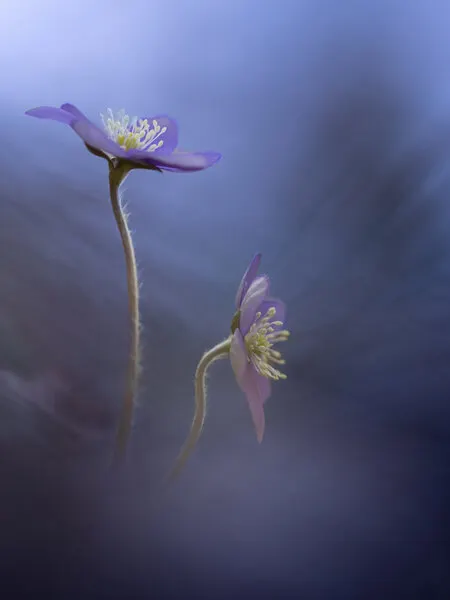 Soft Purple Flowers, wall art by Petra Dvorak
