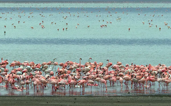 Pink Flamingo Colony, wall art by Ugur Erkmen