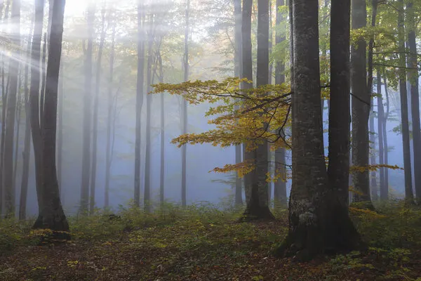 Misty Autumn Forest, wall art by Alexandru Ionut Coman