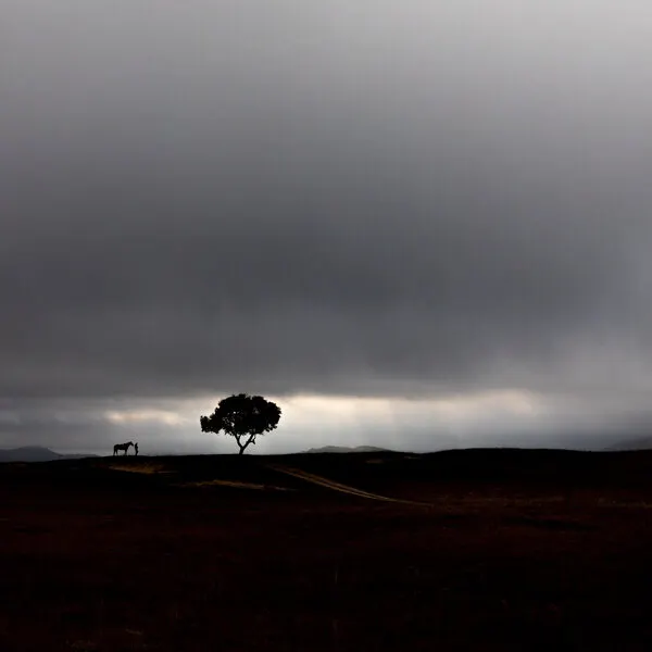 Solitary Tree and Horse, wall art by Hsiao-Yang Fei
