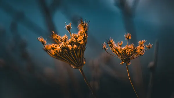 Golden Dried Flowers, wall art by Alexandra Isbasoiu
