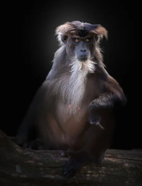 Intense Monkey Stare, wall art by Jörg  Vollrath