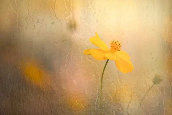 Soft Yellow Cosmos, wall art by YoungIl Kim