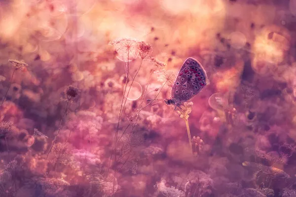 Dreamy Pink Butterfly, wall art by Hilda van der Lee