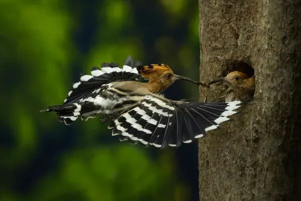Hoopoe Feeding Chick, wall art by Sita Gramich