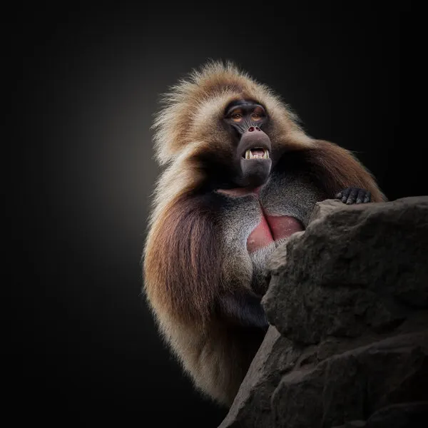 Fierce Gelada Baboon, wall art by Jörg  Vollrath