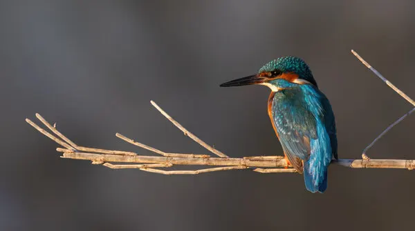 Vibrant Kingfisher Perched, wall art by Guy Wilson