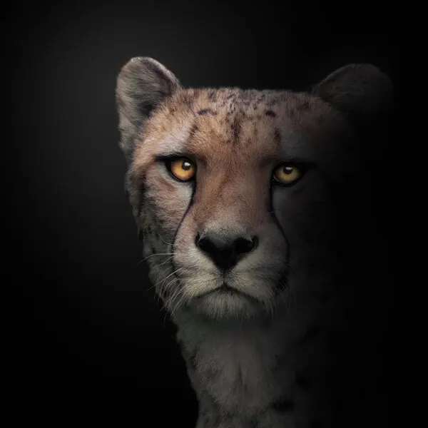Intense Cheetah Portrait, wall art by Jörg  Vollrath