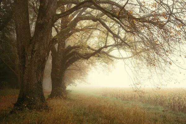 Foggy Autumn Trees, wall art by Ulrike Eisenmann