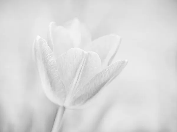 Soft Tulip Bloom, wall art by KajaG