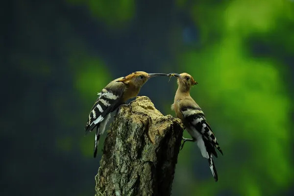 Hoopoes Sharing a Meal, wall art by Ajar Setiadi