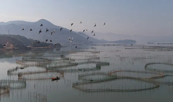Flying Birds Calm Waters, wall art by Cheng Chang