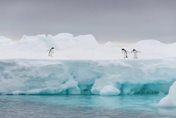 Penguins on Iceberg, wall art by José Manuel cruz